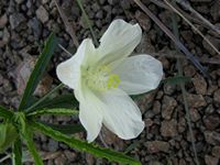 Hibiscus articulatus fl2-t.JPG